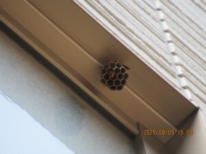 2階窓枠に営巣したアシナガバチの巣