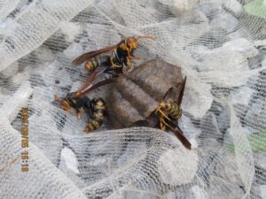 駆除したアシナガバチの巣