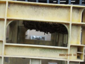 ビール瓶の箱の中に営巣したアシナガバチの巣