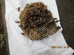 駆除したアシナガバチの巣