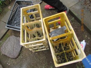 アシナガバチの巣駆除後