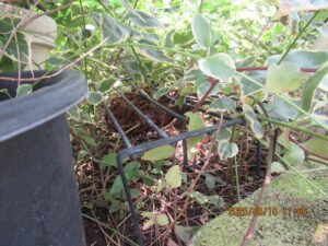 庭木の枝葉に隠されるように形成された巨大なアシナガバチの巣