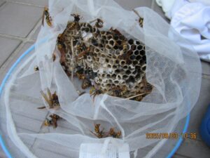 撤去したアシナガバチの巣の全貌
