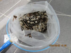 撤去したアシナガバチの巣の全貌