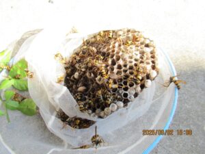 撤去したアシナガバチの巣の全貌
