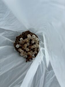 撤去したアシナガバチの巣(働きバチが詰まった成長期の巣)