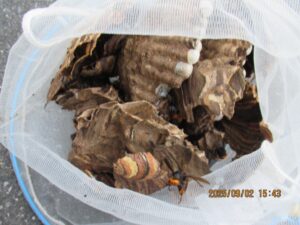 撤去したスズメバチの巣の全貌(マーブル模様の巨大なもの)
