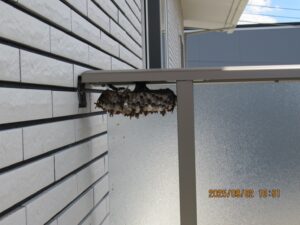 ベランダ手すり下の死角に作られたアシナガバチの巣