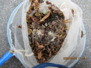 撤去したアシナガバチの巣の全貌