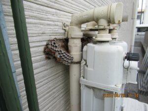 ガスメーター裏に巧妙に隠されていたアシナガバチの巣