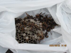 撤去したアシナガバチの巣の全貌