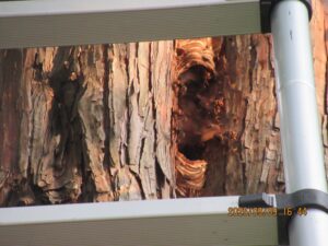 杉の木の巨大な裂け目から出入りするスズメバチの様子