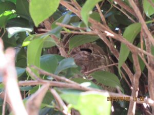 庭木の奥深くに隠されていたスズメバチの巨大な巣