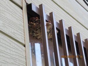 1階格子窓の死角にどっしりと構えたアシナガバチの巣