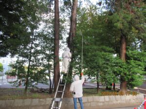 木の内部へ薬剤を集中注入する緊迫の駆除シーン