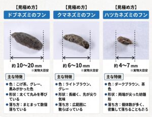 「これって何のフン?」写真で比べるネズミ3大種の見分け方