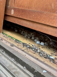 和室の畳の隙間に溜まった大量のネズミのフンと、持ち込まれた食品ゴミ。すぐくる総合リビングサービスの調査現場より。