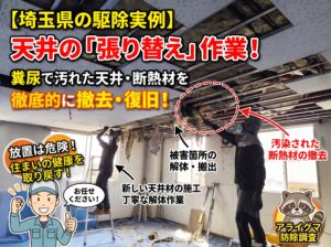 埼玉県のアライグマ駆除現場における糞尿で汚れた天井と断熱材の解体・張り替え作業風景