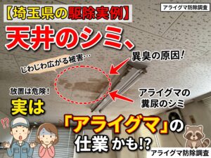 埼玉県のアライグマ防除調査で確認された天井の糞尿被害によるシミ