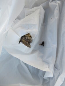 駆除・撤去されたコアシナガバチの巣とハチの死骸。