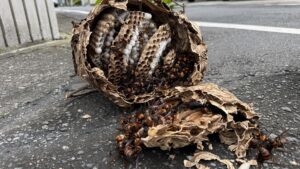 埼玉県内で駆除・解体された秋の巨大なスズメバチの巣。自力駆除が危険な多層構造の内部と大量の働き蜂の様子。
