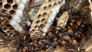 埼玉県内で駆除した秋のスズメバチの巣の内部。羽化を待つ大量のサナギ(白いフタ)と働き蜂が密集しており、自力駆除が危険な理由を示しています。