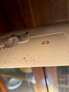 埼玉県内のネズミ駆除現場にて、プロのラットサイン分析により天井裏の粘着板で捕獲された警戒心の強いクマネズミ。