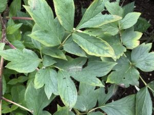 さいたま市で大量発生したアメリカシロヒトリ(毛虫)。葉の裏に群がる駆除前の様子
