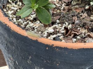 庭木から降りてきて、鉢植えのフチを這い回るアメリカシロヒトリ(毛虫)の様子