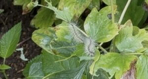 庭の下草に移動して葉を食い荒らすアメリカシロヒトリ(毛虫)
