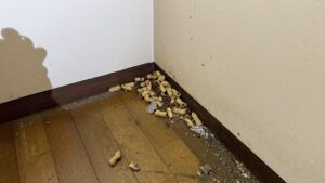 家具の裏にネズミが残した大量のピーナッツの殻(貯食行動の痕跡)