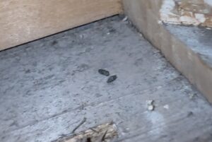 1階の天井裏で発見されたネズミのフン。夜中の足音や削る音の正体となるラットサインの実例現場写真