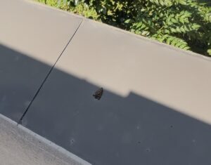 越谷市の住宅の軒先に落ちていたコウモリの死骸。ダニや病原菌の危険があるため素手で触らないでください。