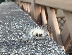 ブロック塀を這う白い毛が特徴的なアメリカシロヒトリの幼虫。