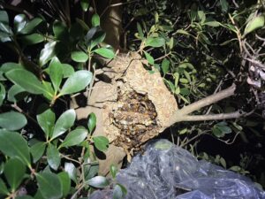 駆除のために一部を解体したスズメバチの巣。内部には何層もの巣盤とおびただしい数の蜂が密集しています。