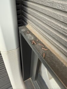 富士見市の住宅の窓枠に落ちているアブラコウモリのフン。昆虫を食べているため乾燥してパサパサしています。