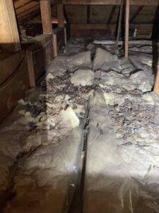 さいたま市の住宅の天井裏で確認された、ハクビシンの「溜めフン」。断熱材の上に大量の糞尿が蓄積しています。