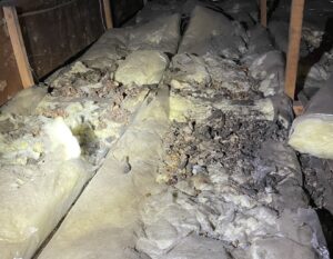 さいたま市のハクビシン被害・屋根裏のためフンの様子